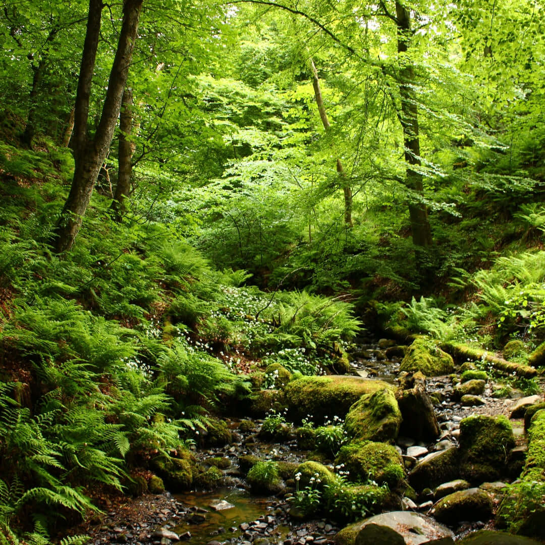 Emerald Forrest Inspiration